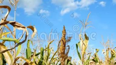 夏季<strong>玉米</strong>地<strong>玉米</strong>秸秆上成熟的黄穗。 在农业<strong>玉米</strong>地上种植的<strong>玉米</strong>。